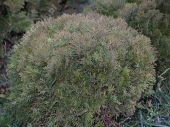 Thuja occidentalis 'Woodwardii' 