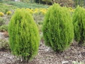 Thuja orientalis (Platycladus orientalis) 'Filip's New Future' 