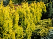 Thuja plicata '4 Ever Goldy' 
