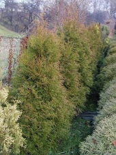 Thuja occidentalis 'Semperaurea' 