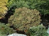 Thuja occidentalis 'Little Gem' 