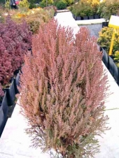 Thuja orientalis 'Meldensis' 