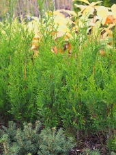 Thuja plicata 'Atrovirens' 