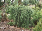 Tsuga canadensis 'Pendula' 