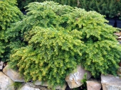 Tsuga canadensis 'Jeddeloh' 