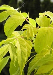 Acer negundo L. 'Odessanum' 