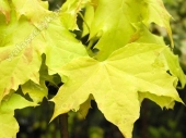 Acer platanoides 'Princeton Gold' 