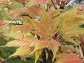 Acer pseudoplatanus 'Brilliantissimum'