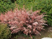 Berberis thunbergii 'Rose Glow' 