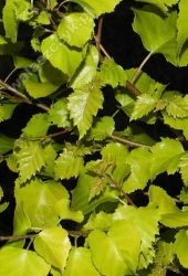 Betula pubescens 'Aurea' 