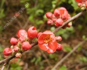 Chaenomeles x superba 'japonica' 
