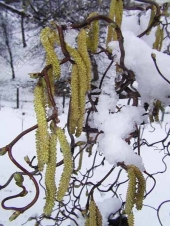 Corylus avellana 'Contorta' 