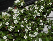 Cotoneaster dammeri '' 
