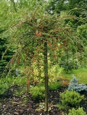 Cotoneaster horizontalis 'Ursynów' 