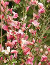 Cytisus scoparius 'Hollandia' 