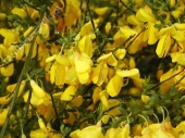 Cytisus nigricans 'Vanesse' 