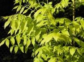 Fraxinus excelsior 'Aurea' 