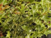Ilex mesarveae 'Alaska' 