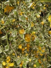 Kerria japonica 'Picta' 