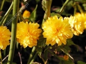 Kerria japonica 'Pleniflora' 