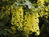 Laburnum x watereri 'Vossii' 