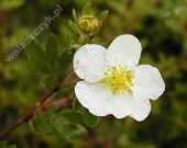Potentilla fruticosa 'Abbotswood' 