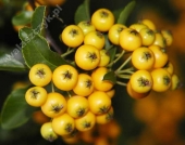 Pyracantha coccinea 'Soleil d’Or' 
