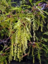 Quercus robur L. 'Pectinata' 