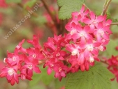 Ribes sanguineum 'Atrorubens' 