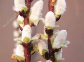 Salix hastata 'Wehrhahnii' 