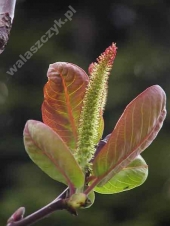 Salix magnifica '' 