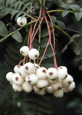 Sorbus koehneana '' 