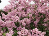 Syringa meyeri 'Palibin' 