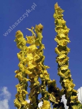 Ulmus x hollandica 'Wredei' 