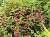 Weigela florida 'Bristol Ruby' 