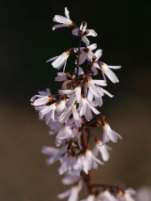 Abeliophyllum distichum '' 
