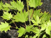 Acer japonicum 'Ovalifolium' 