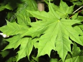 Acer platanoides 'Gurba' 