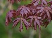 Acer platanoides 'Charles Joly' 