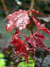 Acer platanoides 'Faassen’s Black' 