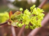 Acer platanoides 'Palmatifidum' 