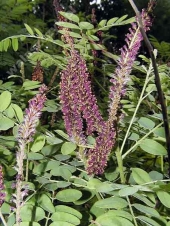 Amorpha fruticosa '' 