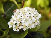 Aronia melanocarpa '' 