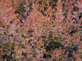 Berberis x ottawensis 'Auricoma' 