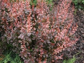 Berberis thunbergii 'Rosy Rocket' 