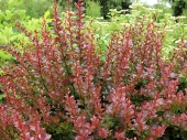 Berberis thunbergii 'Atropurpurea' 