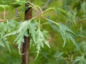 Betula verrucosa ( pendula ) 'Laciniata' 