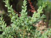 Buxus sempervirens '' 