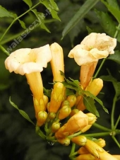 Campsis radicans 'Flava (Yellow Trumpet)' 