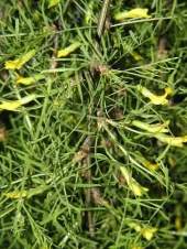 Caragana arborescens 'Wolker' 